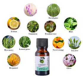 Plant Sugar Cane Essential Oils